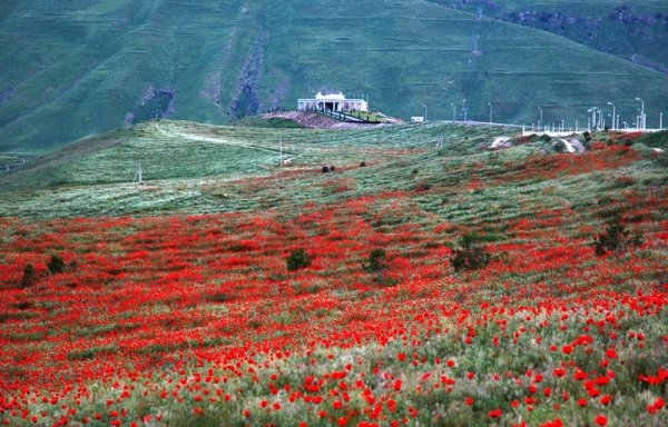 Пейзаж Туркменистан Копетдаг весной