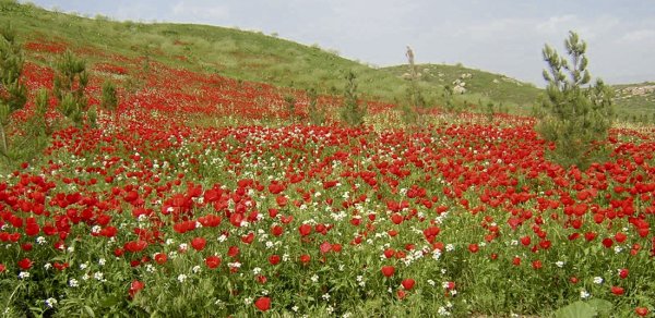 Маковые поля Ашхабад