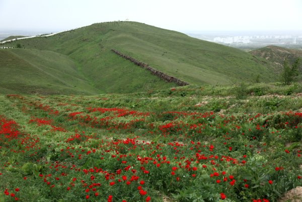 Маки Кушка Туркмения