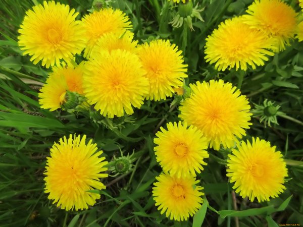 Красивые жёлтые одуванчики