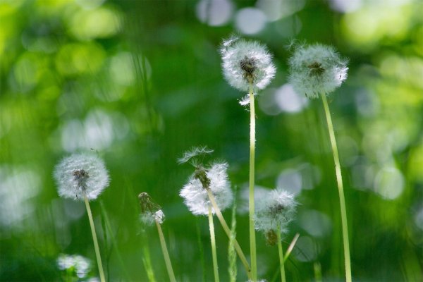 Июнь одуванчики