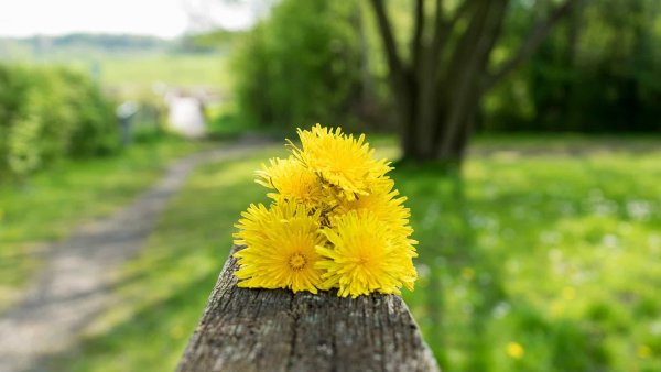 Одуванчики в парке