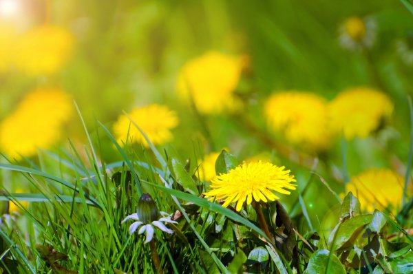 Весеннее поле одуванчиков