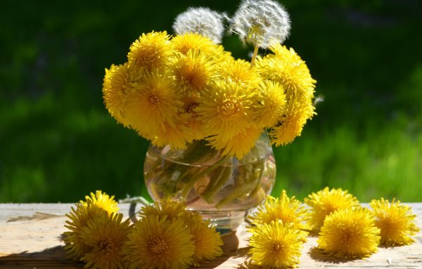 Одуванчик желтый