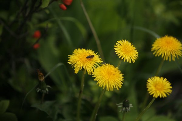 Одуванчик полевой