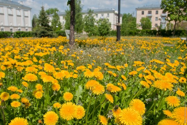 Одуванчик быррангский