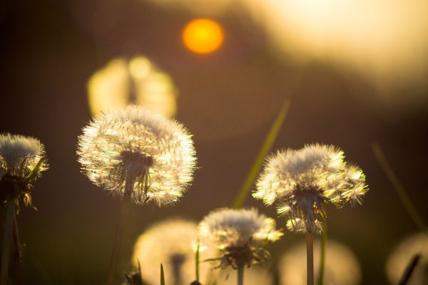 Одуванчик бежевый