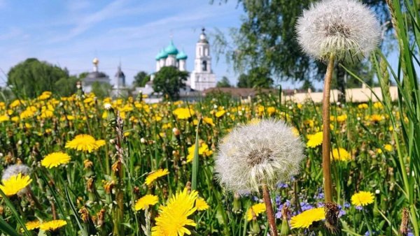 Одуванчик Луговой