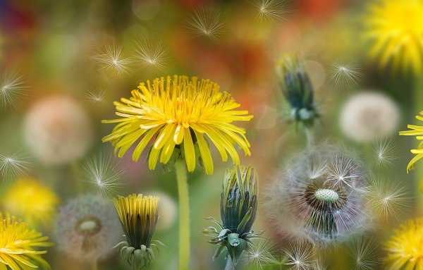 Одуванчик на рассвете