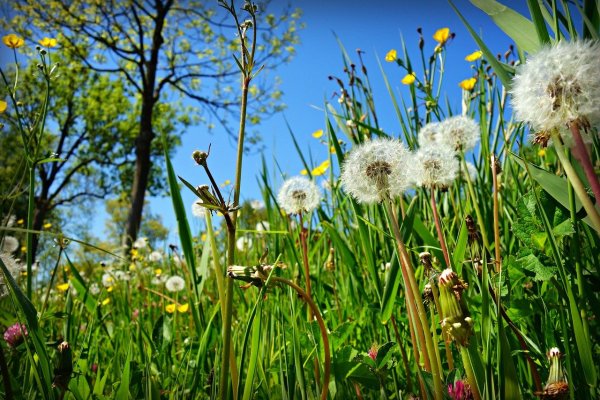 Одуванчик желтый