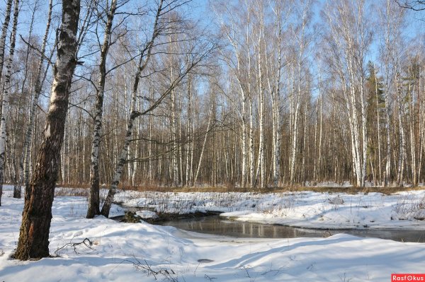 Лес ранней весной