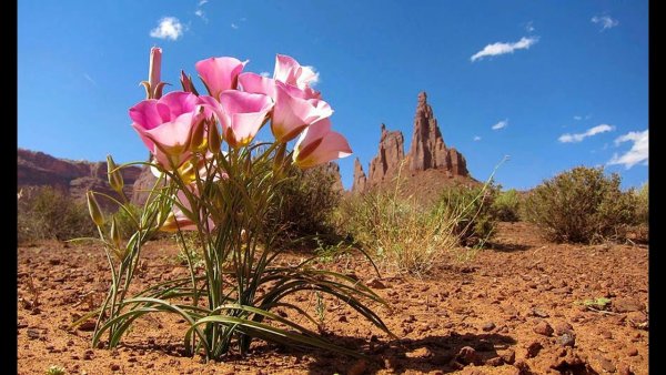 Санни дейс Эль Паласио Хургада 5