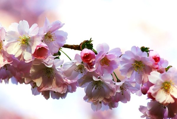 Женщина Весна пришла