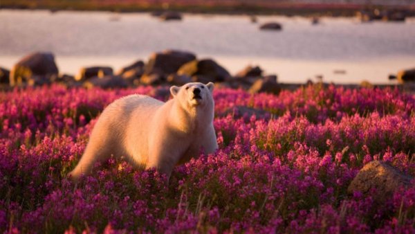 Полуостров Таймыр природа