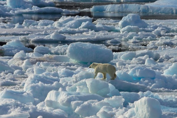 Ранняя Весна в Арктике