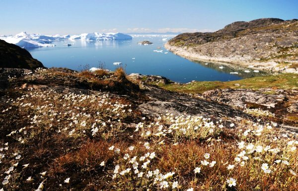 Остров Гренландия растительность