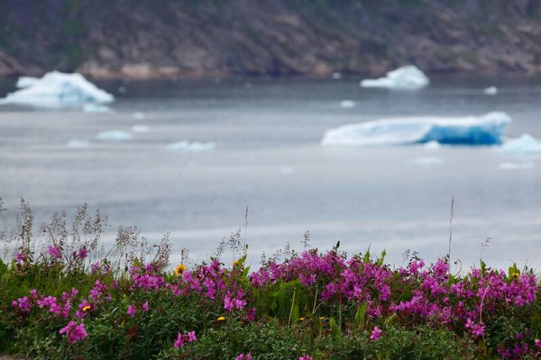 Флора Гренландии