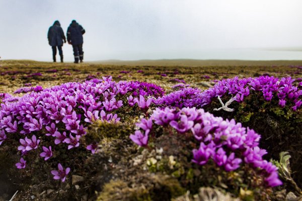 Гренландский национальный парк растения