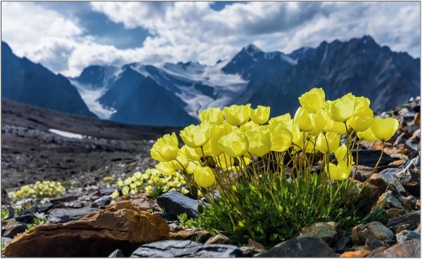 Мак Полярный горный Алтай