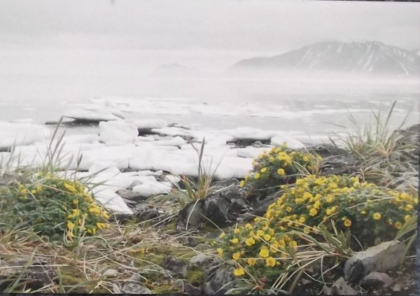 Чукотка тундра цветет