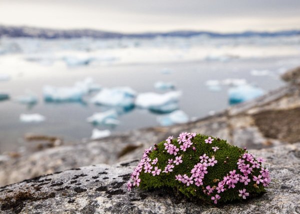 Полярная камнеломка
