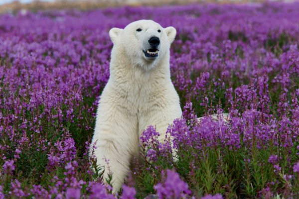 Фиолетовый белый медведь