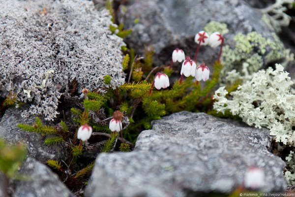Весна в тундре
