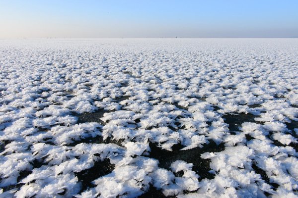 Арктические растения