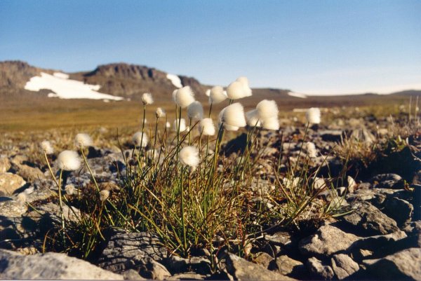 Ландшафт острова Врангеля Арктическая тундра
