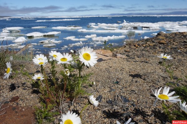 Певек город ромашек