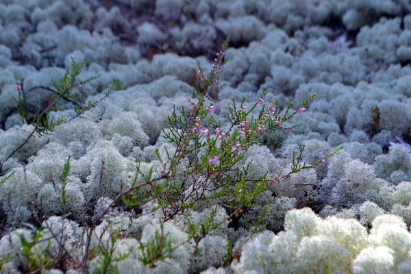 Мох ягель в тундре