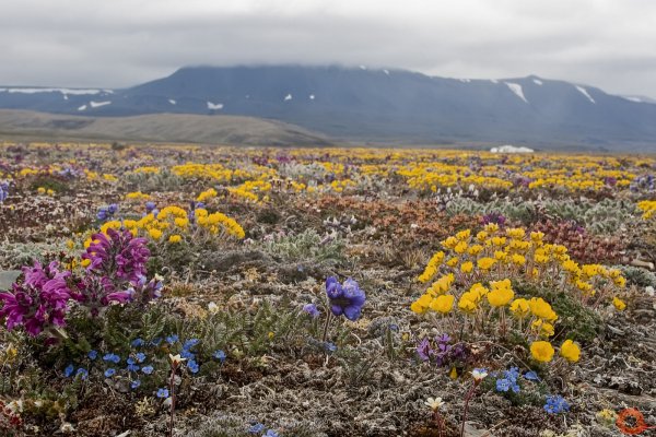 Природный комплекс заповедника остров Врангеля