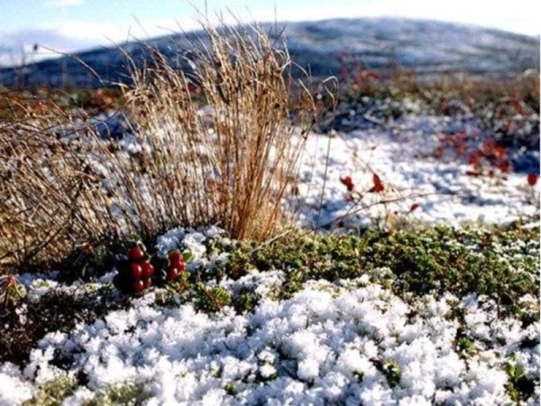 Полярный пояс тундра