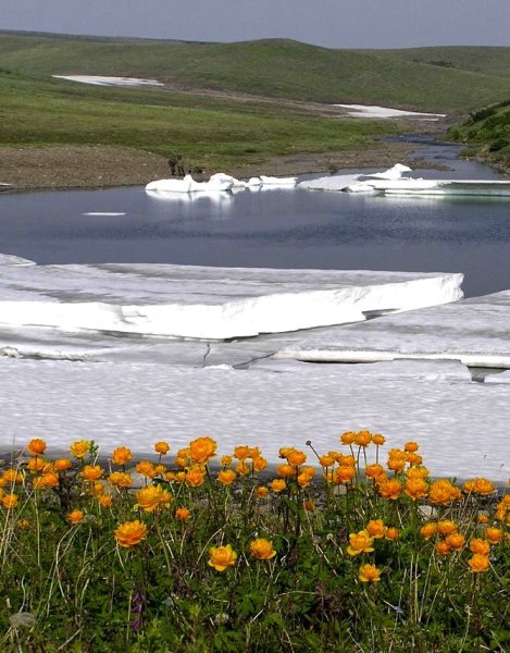 Большой Арктический заповедник Таймыр