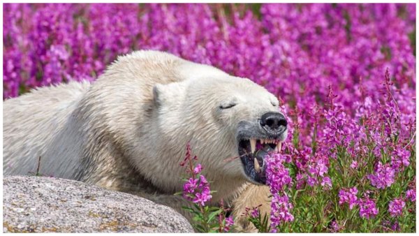 Белый медведь в Иван чае