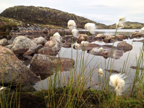 Красивые растения в тундре