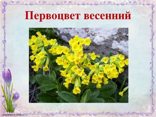 Первоцветы Крыма