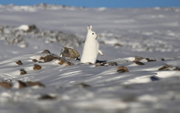 Лемминг арктических пустынь