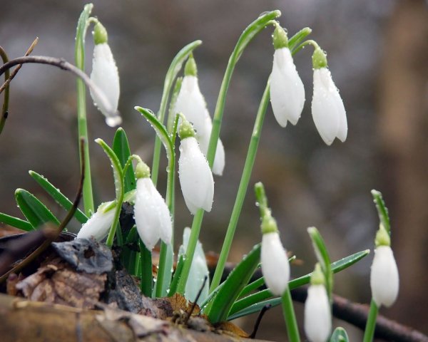 Первоцветы Подснежник и пролеска