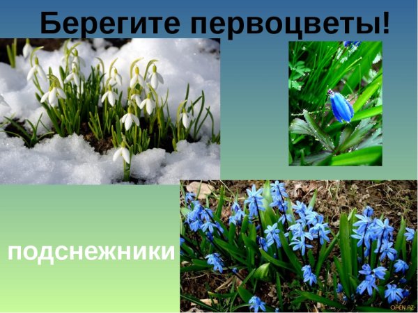 Раннецветущие растения Подснежник
