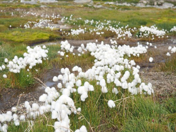 Полярная пушица