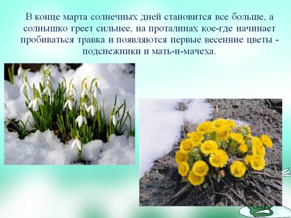 Первоцветы подснежники мать и мачеха