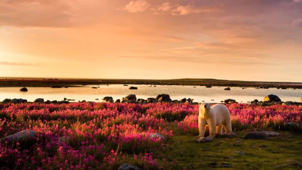 Природа Арктики и тундры