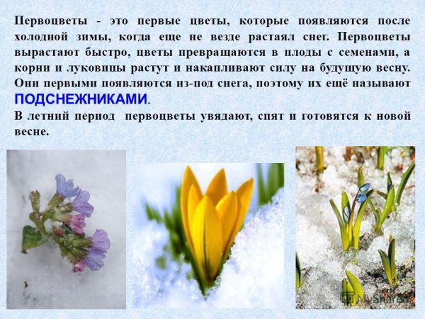 Цветы которые появляются весной первыми