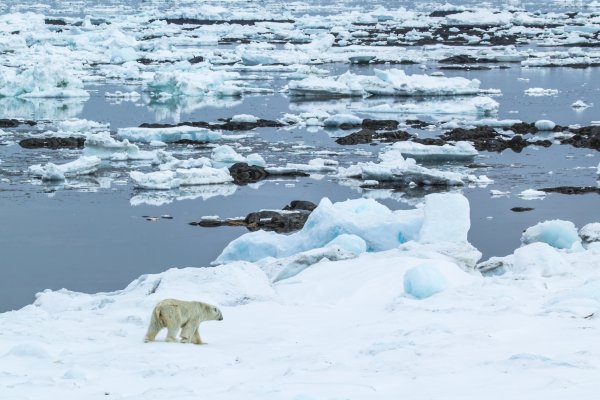 Таяние Арктики 2022