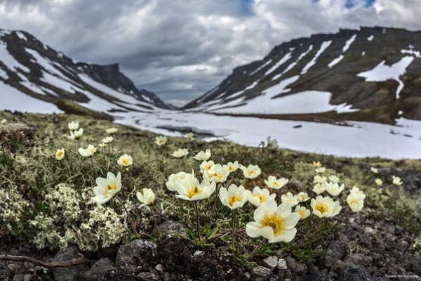 Весна в Арктике фото