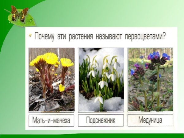 Окружающий мир первоцветы