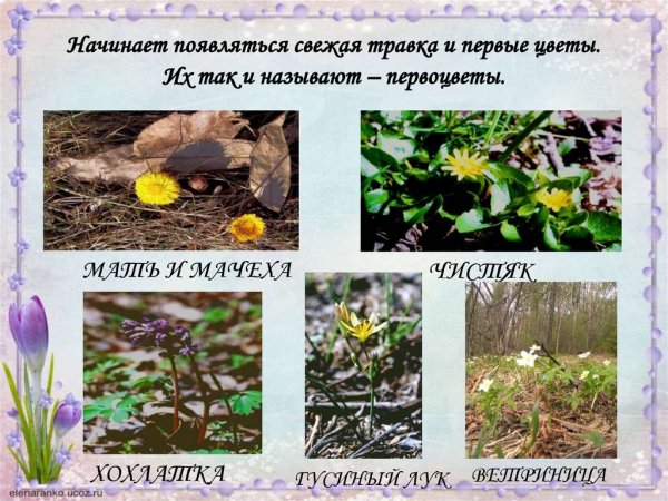 Первоцветы карточки с названиями для детей