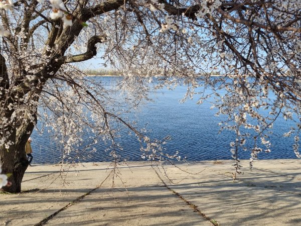 Цветущее весной дерево в Саратове