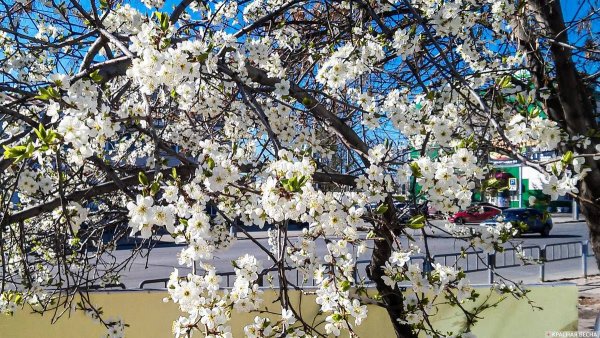 Парк Журавли Саратов